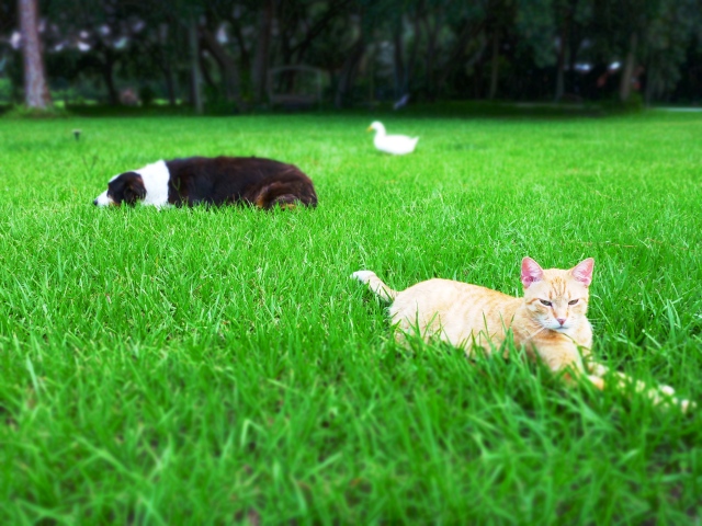 dog, cat, duck, pets, the greener bench blog