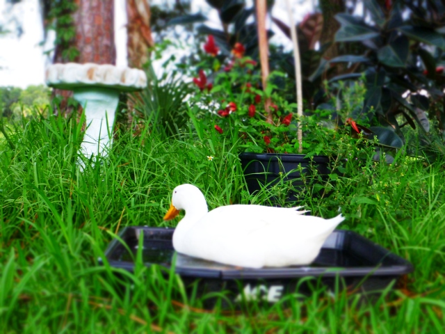 white duck, pet, pool, the greener bench blog
