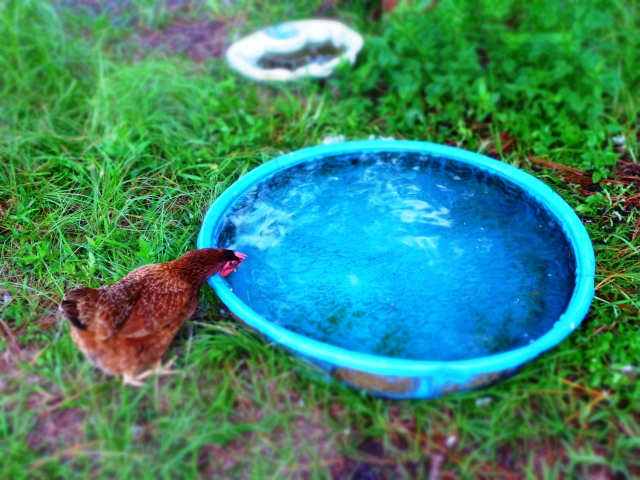 chicken, pets, pool, the greener bench blog