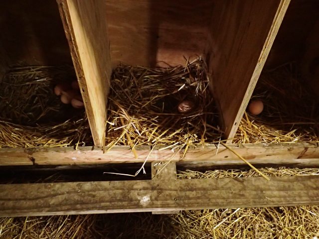 chicken eggs in nest, the greener bench blog