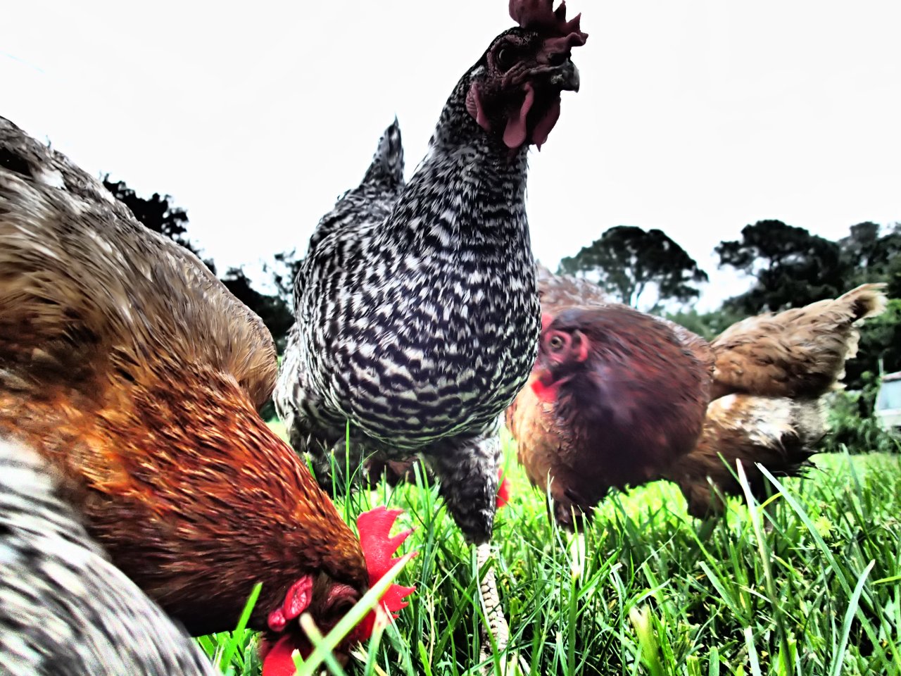 chickens, the greener bench blog