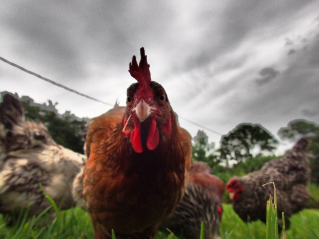 Rhode Island Red chicken, the greener bench blog