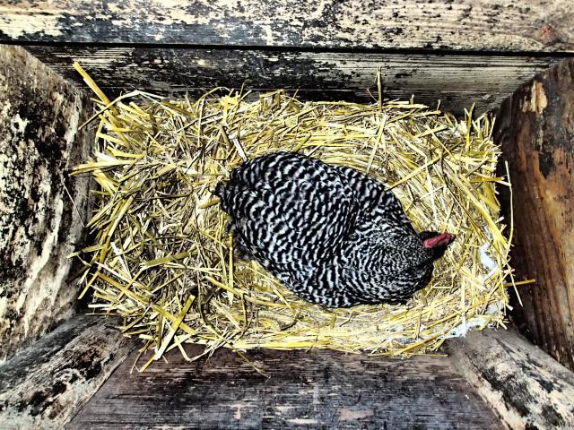 Barred Rock chicken on nest, the greener bench blog