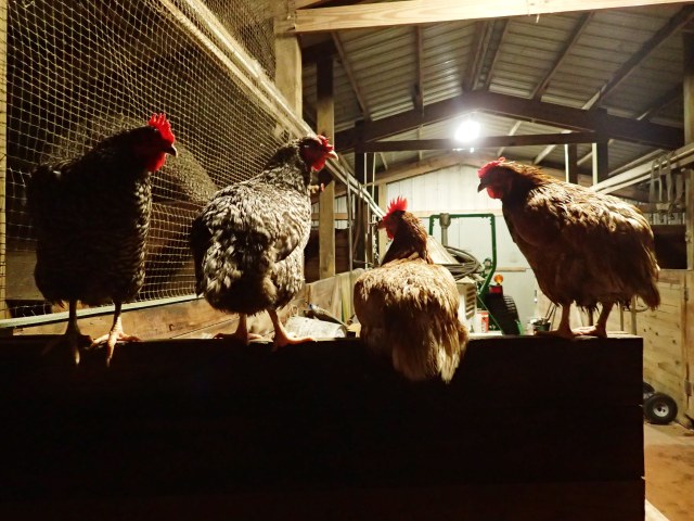 chickens roosting, the greener bench blog