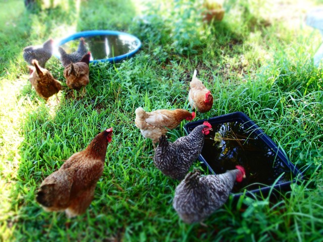 chickens drinking water, the greener bench blog