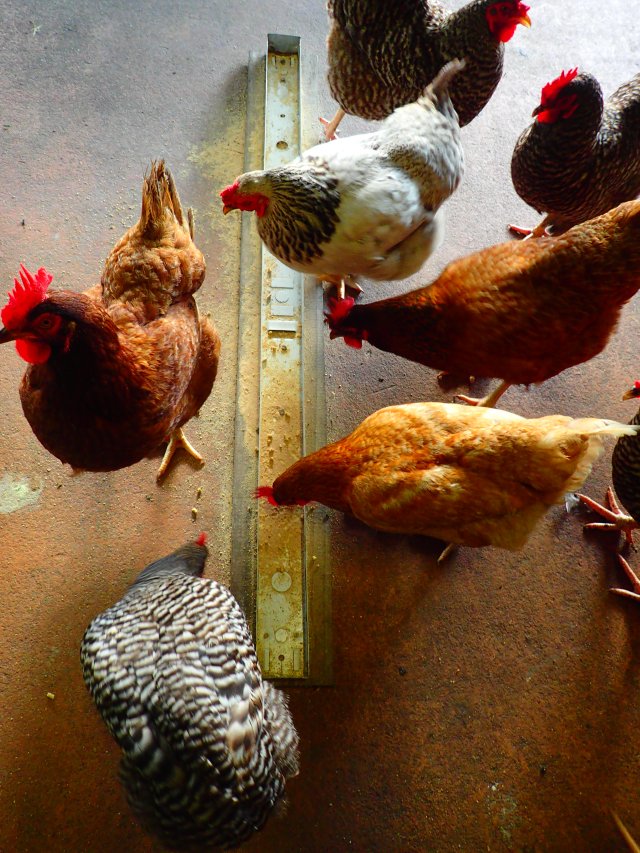 chickens feeding, the greener bench blog