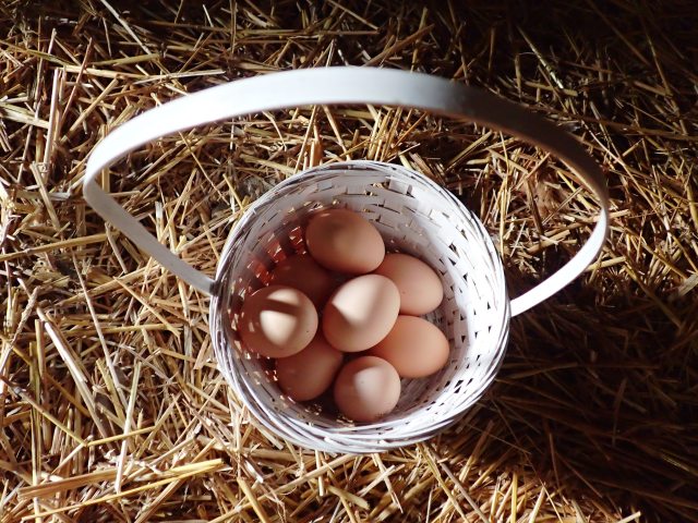 basket of chicken eggs, the greener bench blog
