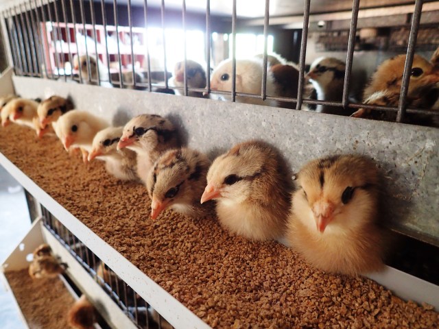 baby chicks at feed store, cocoa, florida, the greener bench blog