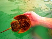 underside of horseshoe crab in touch tank, MarineQuest, St Petersburg, Florida, the greener bench blog