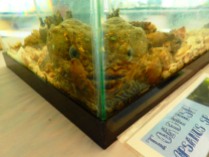 toadfish in corner of tank, MarineQuest, St Petersburg, Florida, the greener bench blog