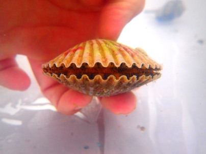 scallop being held in touch tank at MarineQuest, St Petersburg, Florida, the greener bench blog