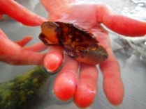 Stone Crab in hand at MarineQuest touch tank, St Petersburg, the greener bench blog
