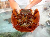 underside of Horseshoe crab, MarineQuest, St Petersburg, Florida, the greener bench blog