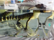 baby alligator in tank, MarineQuest, St Petersburg, the greener bench blog