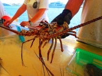 Florida spiny lobster, MarineQuest, St Petersburg, the greener bench blog