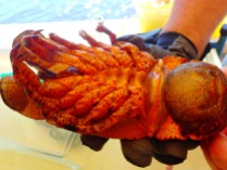 Florida lobster "tank", MarineQuest, St Petersburg, the greener bench blog